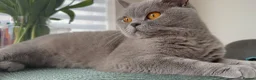 British Shorthair cats for sale: GCCF British shorthair kittens in Stowmarket - Advert 9