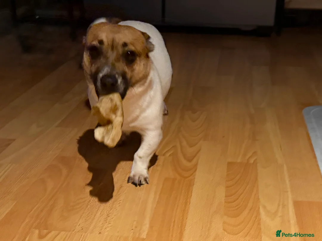 Jug dogs for sale: Beautiful little jug girl aged 20 months - Advert 4