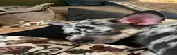 Chihuahua dogs for sale: Loving Home Needed for our blue eyed boy - Advert 3