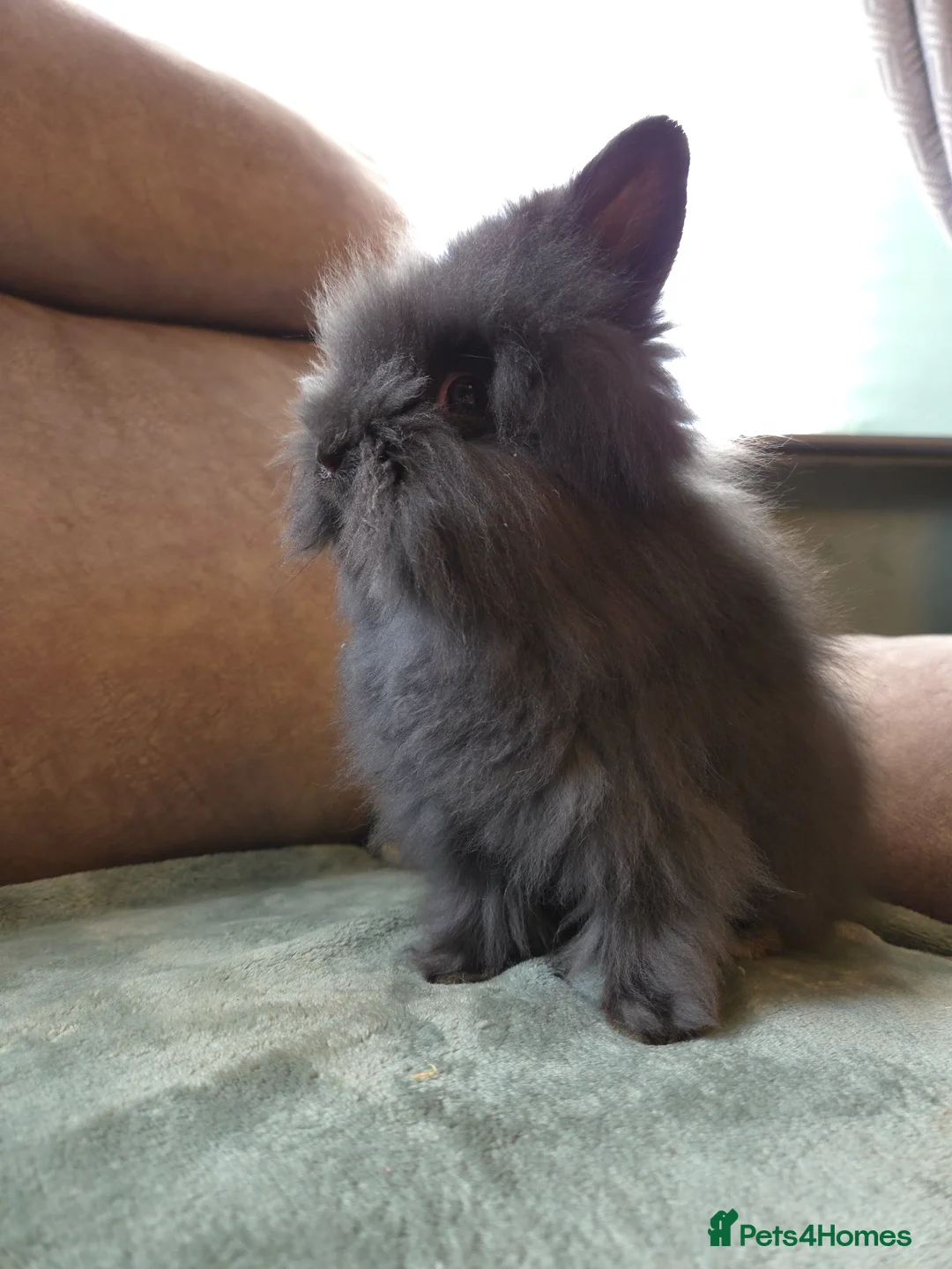 Lionhead rabbits for sale: Silly Tame 9wk old Smokey Grey lion head - Advert 19