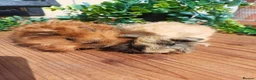 Guinea Pig rodents for sale: Longhaired and skinny pigs available  - Advert 2