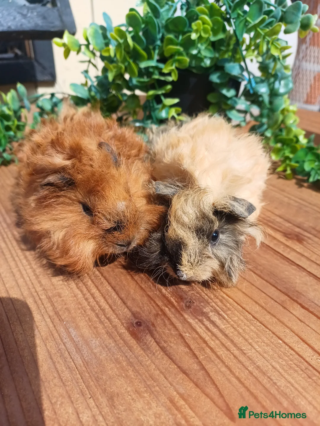 Guinea Pig rodents for sale: Longhaired and skinny pigs available  - Advert 2