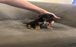 Jack Russell dogs for sale: Lovely Jack Russel puppies  - Image 10