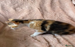 British Shorthair cats for sale: 4 British short hair kittens left Calico girls - Image 4
