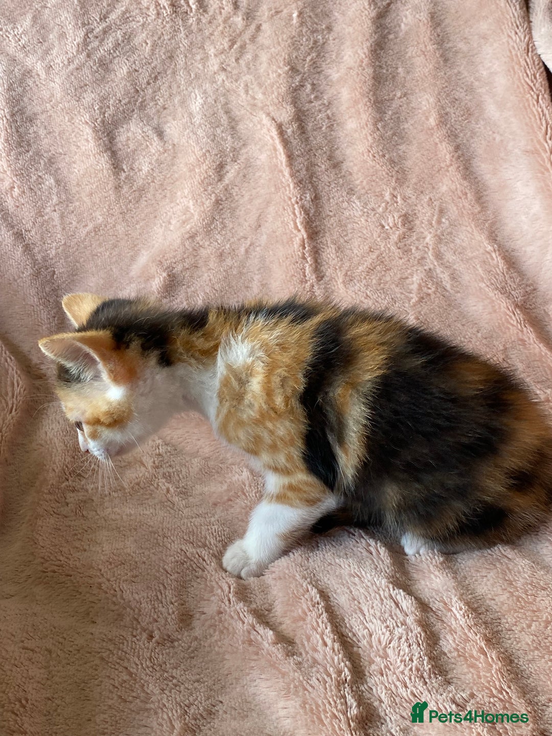 British Shorthair cats for sale: 4 British short hair kittens left Calico girls - Image 4