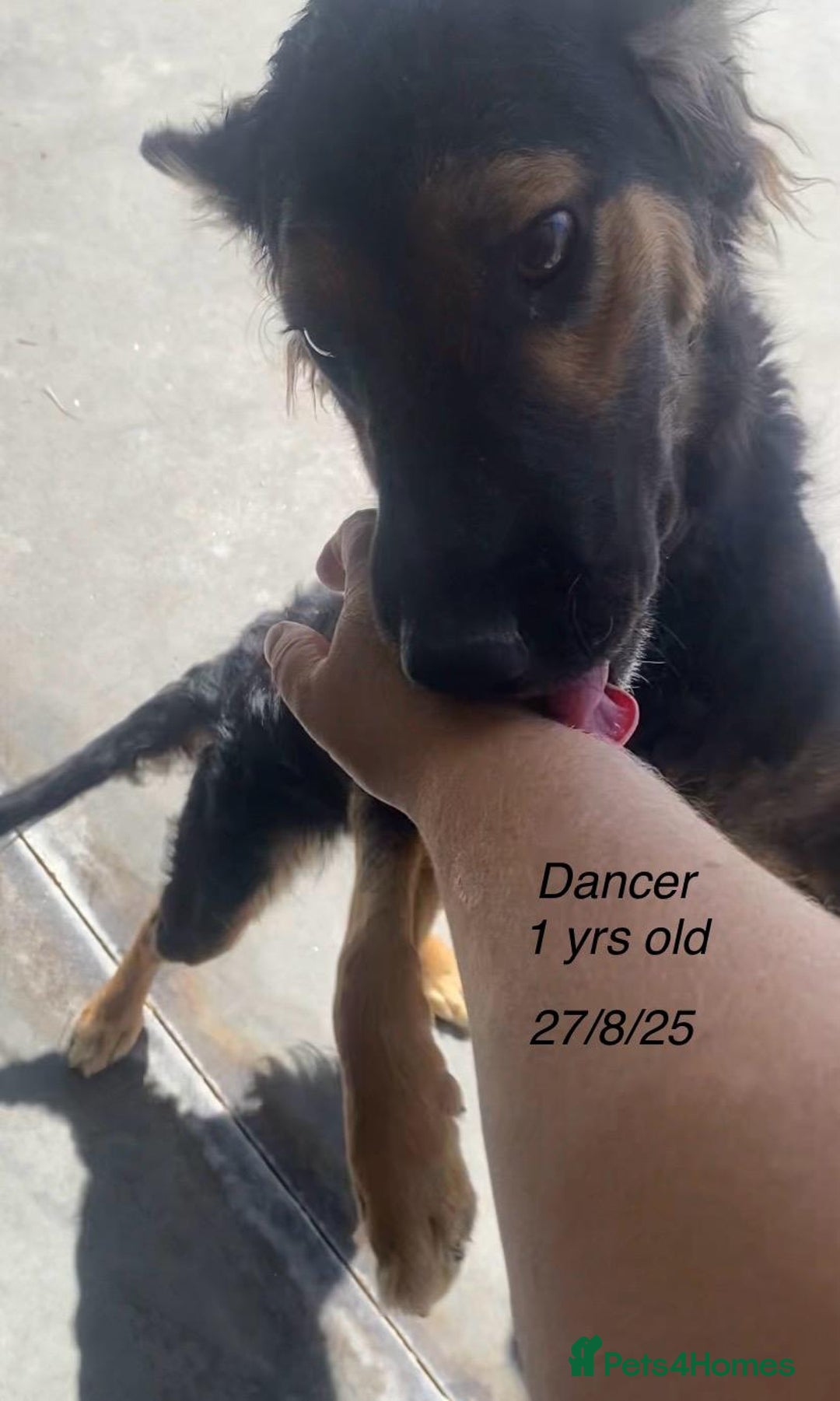 Mixed Breed dogs for adoption: Dancer, Approx 13 months, Available for adoption. - Image 11