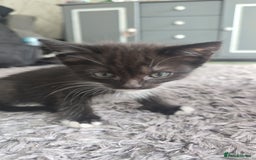 Mixed Breed cats for sale: Stunning,  fluffy black & white kittens - Image 6