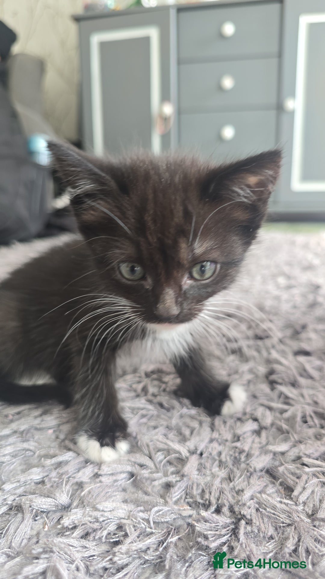 Mixed Breed cats for sale: Stunning,  fluffy black & white kittens - Image 6