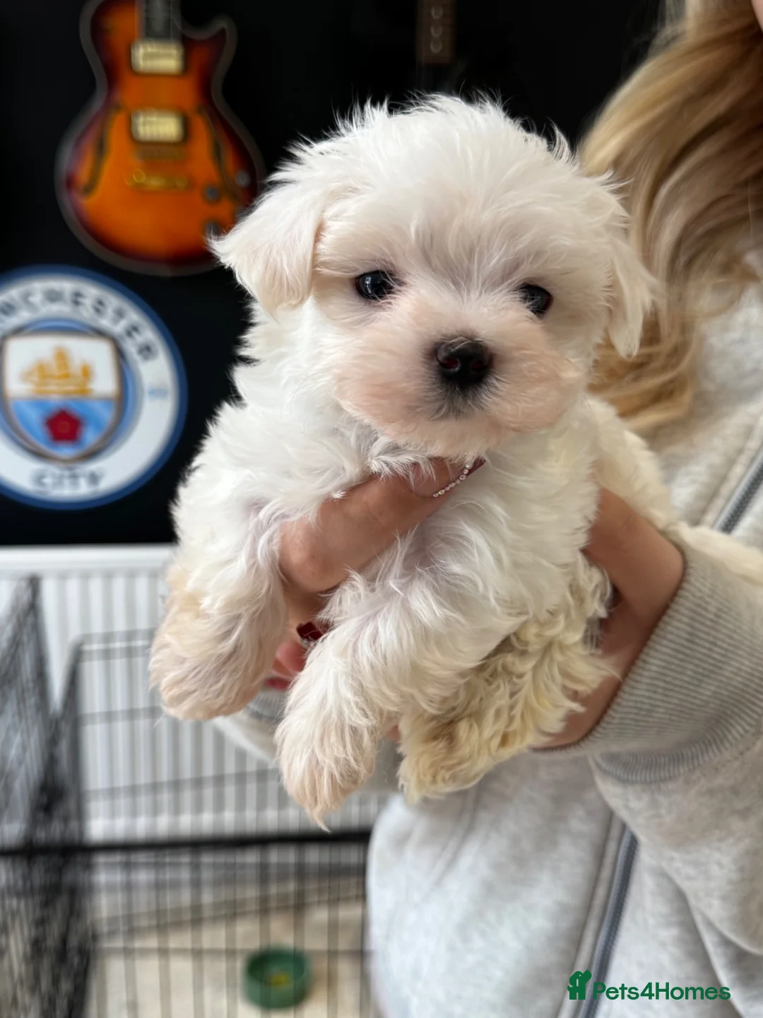 Maltese dogs for sale: Maltese Puppies - Advert 2