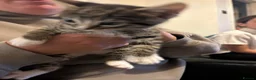 Mixed Breed cats for sale: Tabby boys  - Advert 7