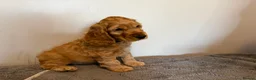 Cocker Spaniel dogs for sale: Show Cocker Spaniel - Advert 6