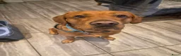 Labrador Retriever dogs for stud: Fox red Labrador for stud  - Advert 2