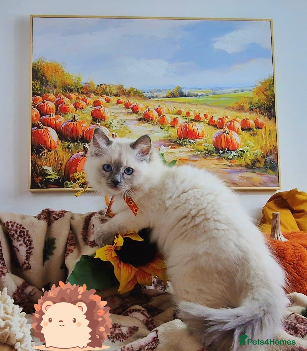 Ragdoll cats for sale: GCCF Ragdoll Kittens - Outstanding!  - Image 37