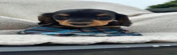 Miniature Dachshund dogs for sale: BEAUTIFUL PRA CLEAR & KC REG MINI DACHSHUNDS - Advert 16