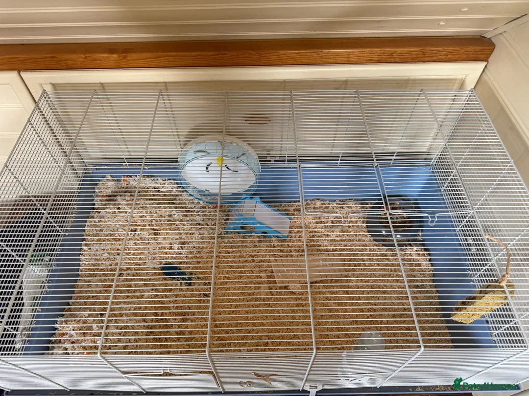 Hamster rodents for sale: Syrian Hamster with Large Cage and Toys - Advert 10