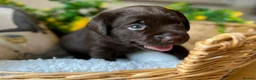 Labrador Retriever dogs for sale: STUNNING Chocolate Labrador Puppies  - Advert 30