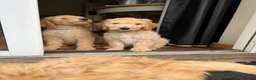 Australian Labradoodle dogs for sale: Last 2 Adorable Australian Labradoodles - Advert 29