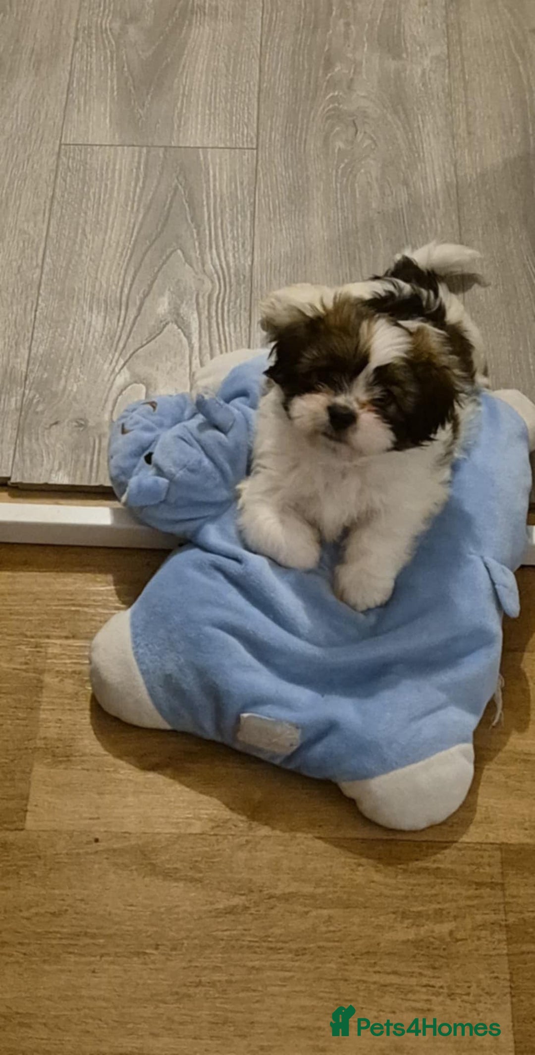Mixed Breed dogs for sale: 2 adorable Havanse x japanese chin puppies  - Image 7