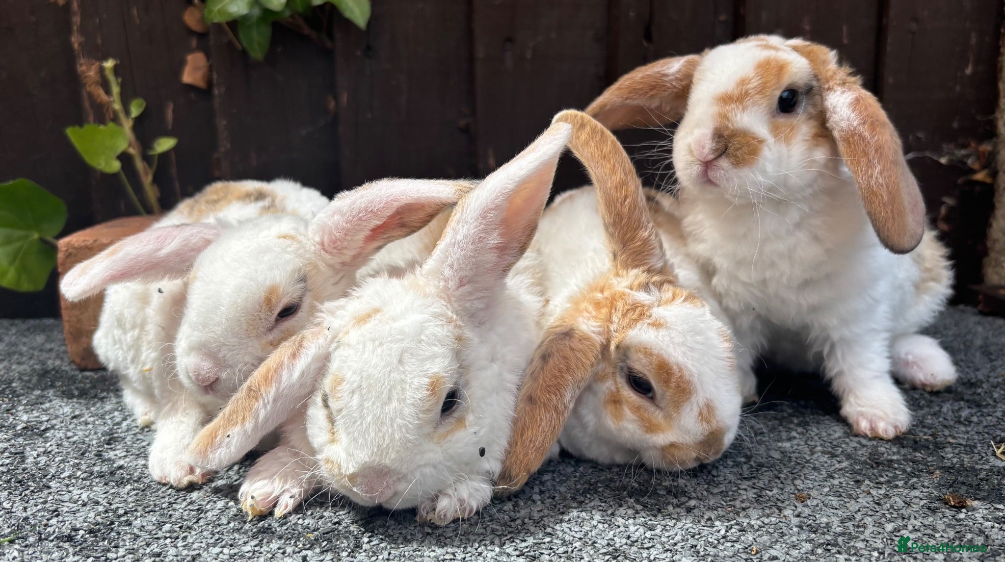 Mini Lop rabbits Mini Plush Lops. Hypoallergenic Fur. - Advert 17