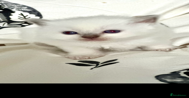 Ragdoll cats ♥️ AMAZING GCCF BABIES 💙 - Advert 7