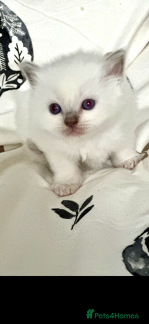 Ragdoll cats ♥️ AMAZING GCCF BABIES 💙 - Advert 4