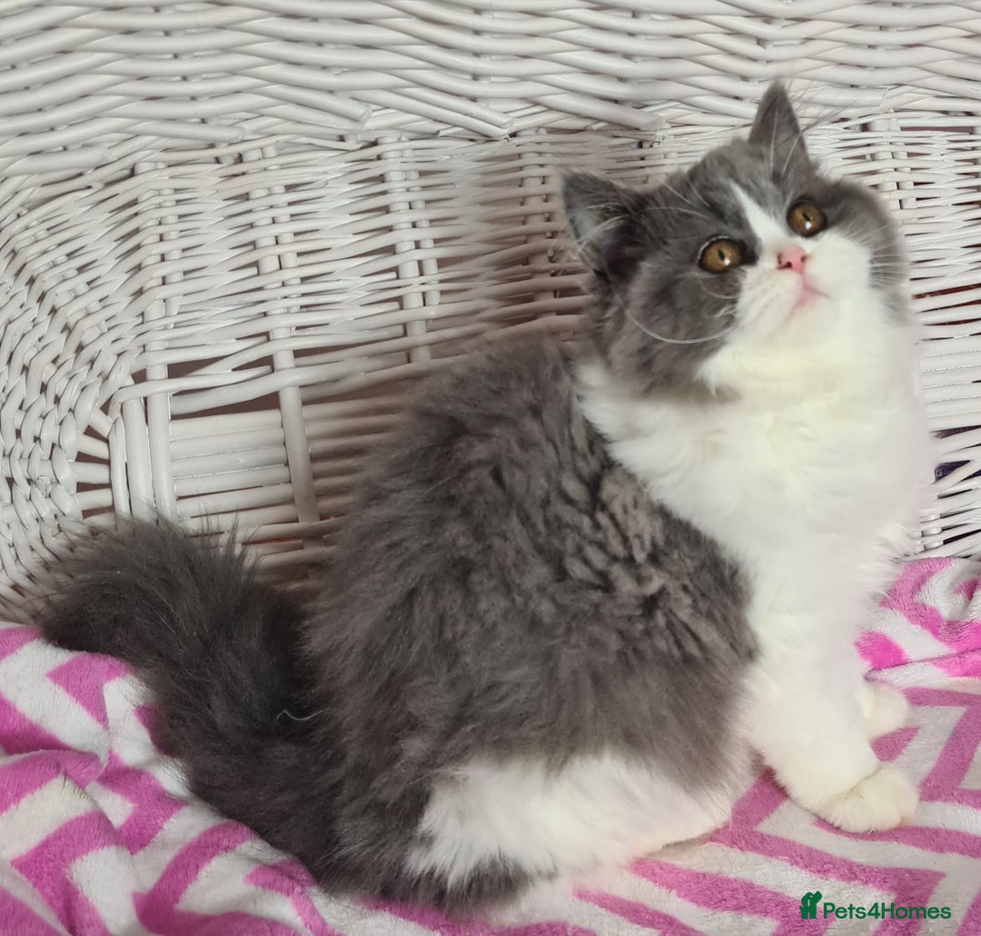 British Longhair cats for sale: Tica registered British Longhair Lady Rehome - Image 18