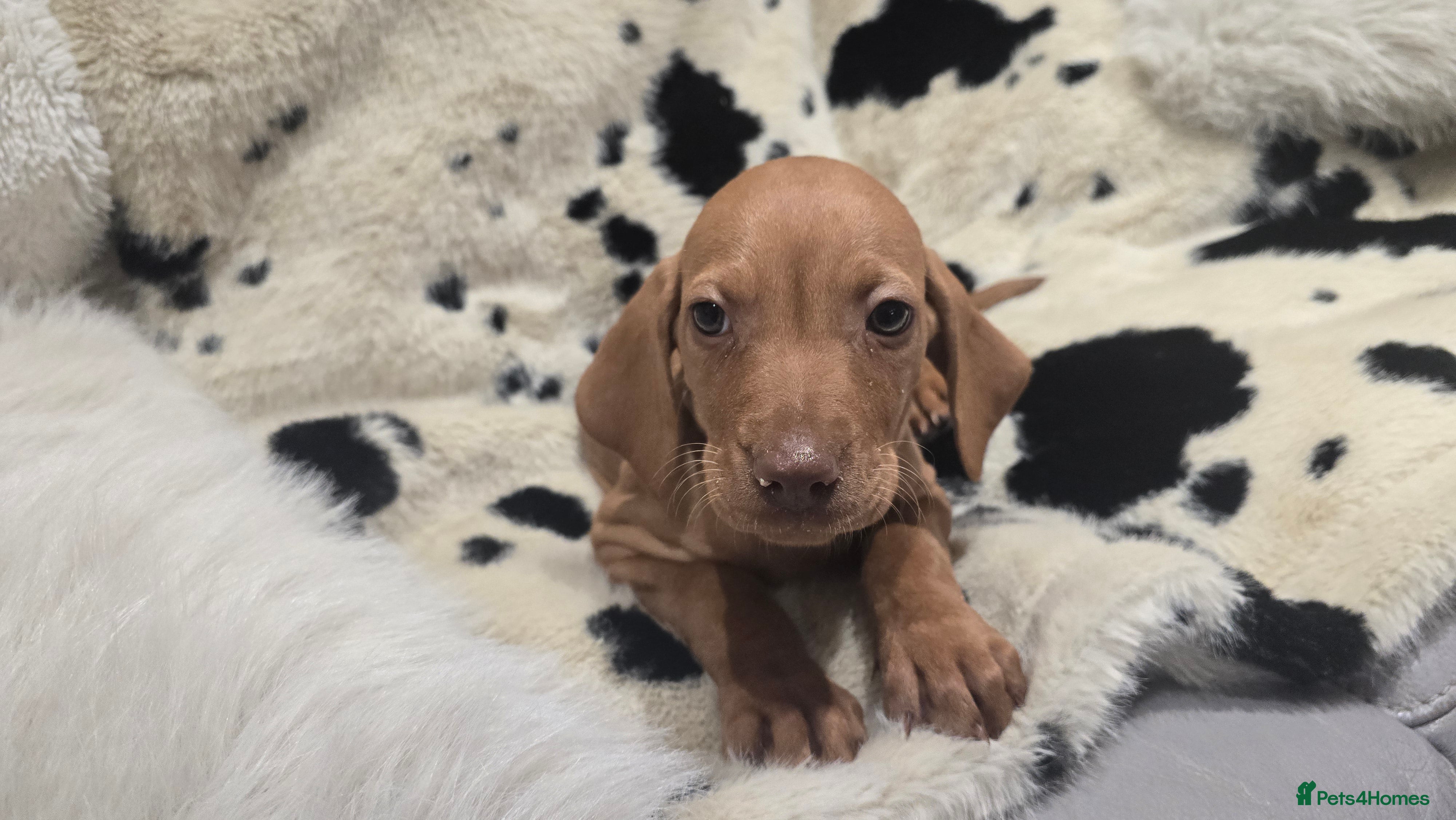 Hungarian Vizsla dogs Beautiful Hungarian Vizsla Puppies 4 Girls 2 Boys - Advert 2