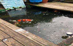Koi Carp fish for sale: Koi carp and all my pond equipment  - Image 6
