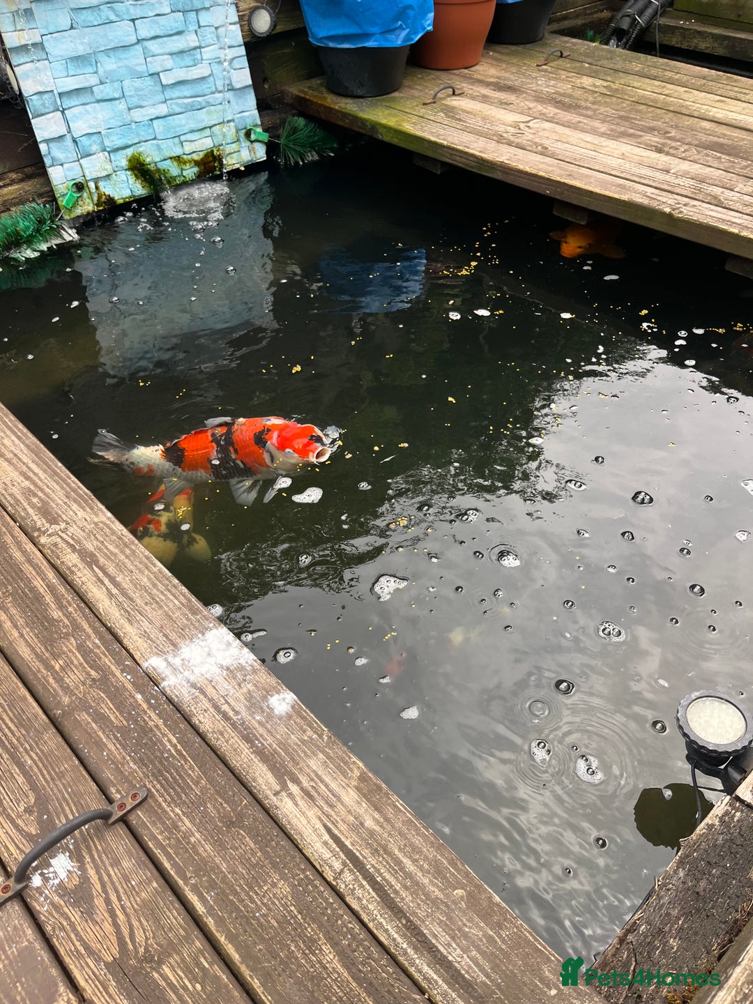Koi Carp fish for sale: Koi carp and all my pond equipment  - Image 6