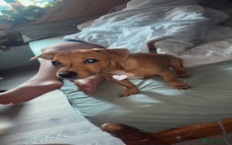 Mixed Breed dogs for sale: MALE JackChi 4 months old!  - Image 2