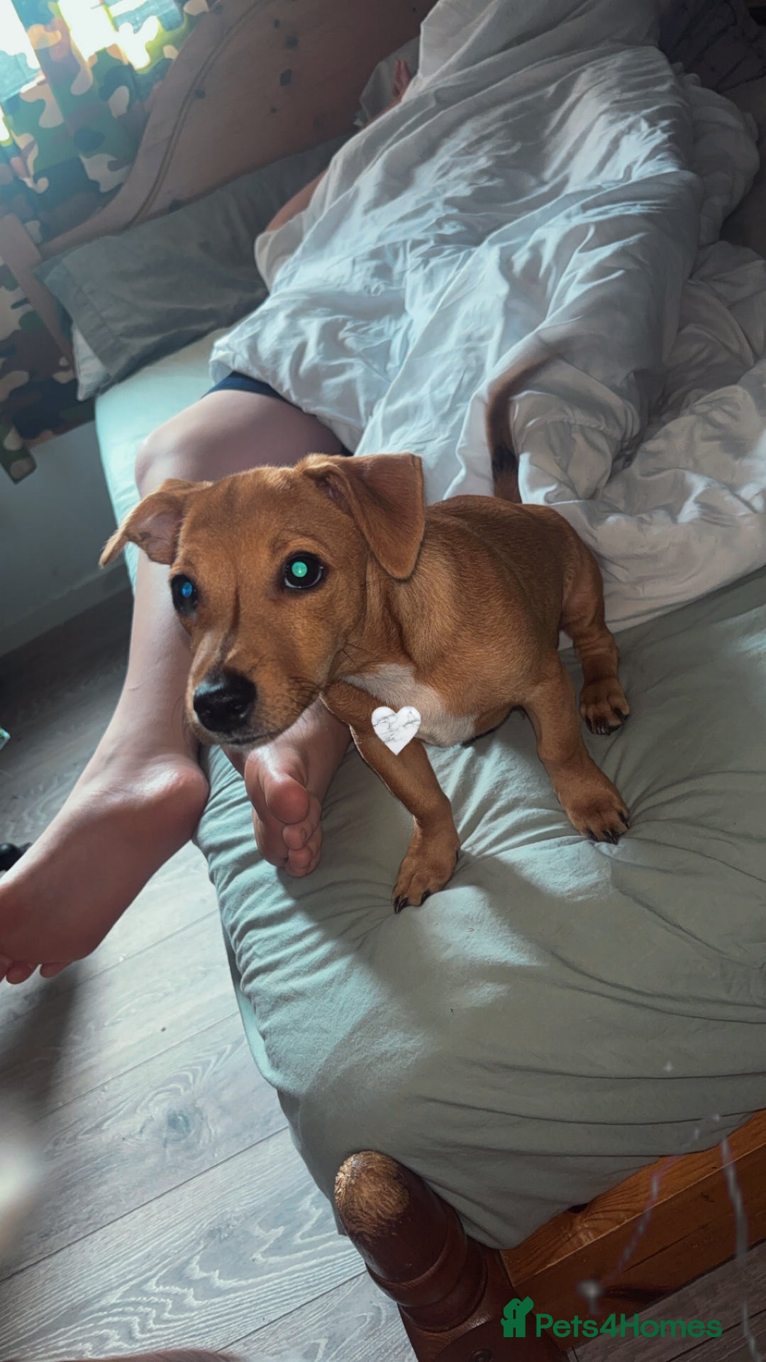 Mixed Breed dogs for sale: MALE JackChi 4 months old!  - Image 2