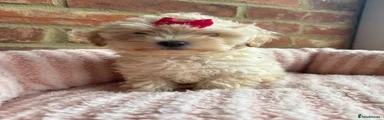 Maltipoo 3