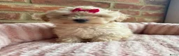 Maltipoo dogs for sale: 🧸 Adorable Maltipoo Puppies 🧸 - Advert 25