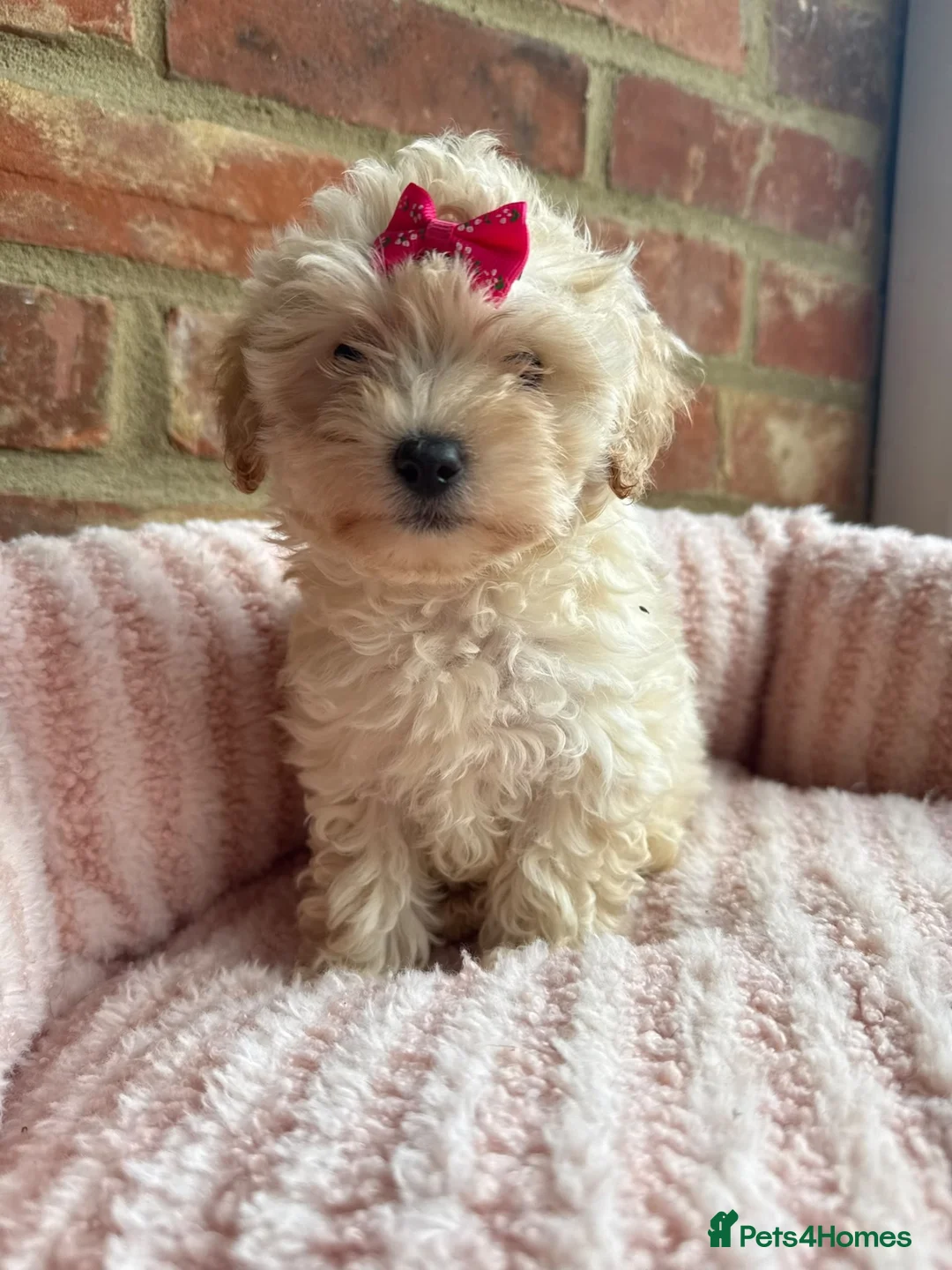 Maltipoo dogs for sale: 🧸 Adorable Maltipoo Puppies 🧸 - Advert 25