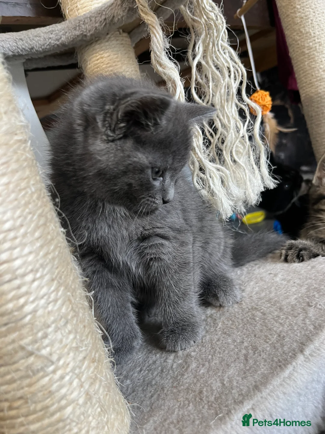 Mixed Breed cats for sale: Stunning Grey Female Kitten with Blue eyes - Advert 2