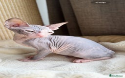 Sphynx cats for sale: Donskoy Sphynx Kittens - Image 31