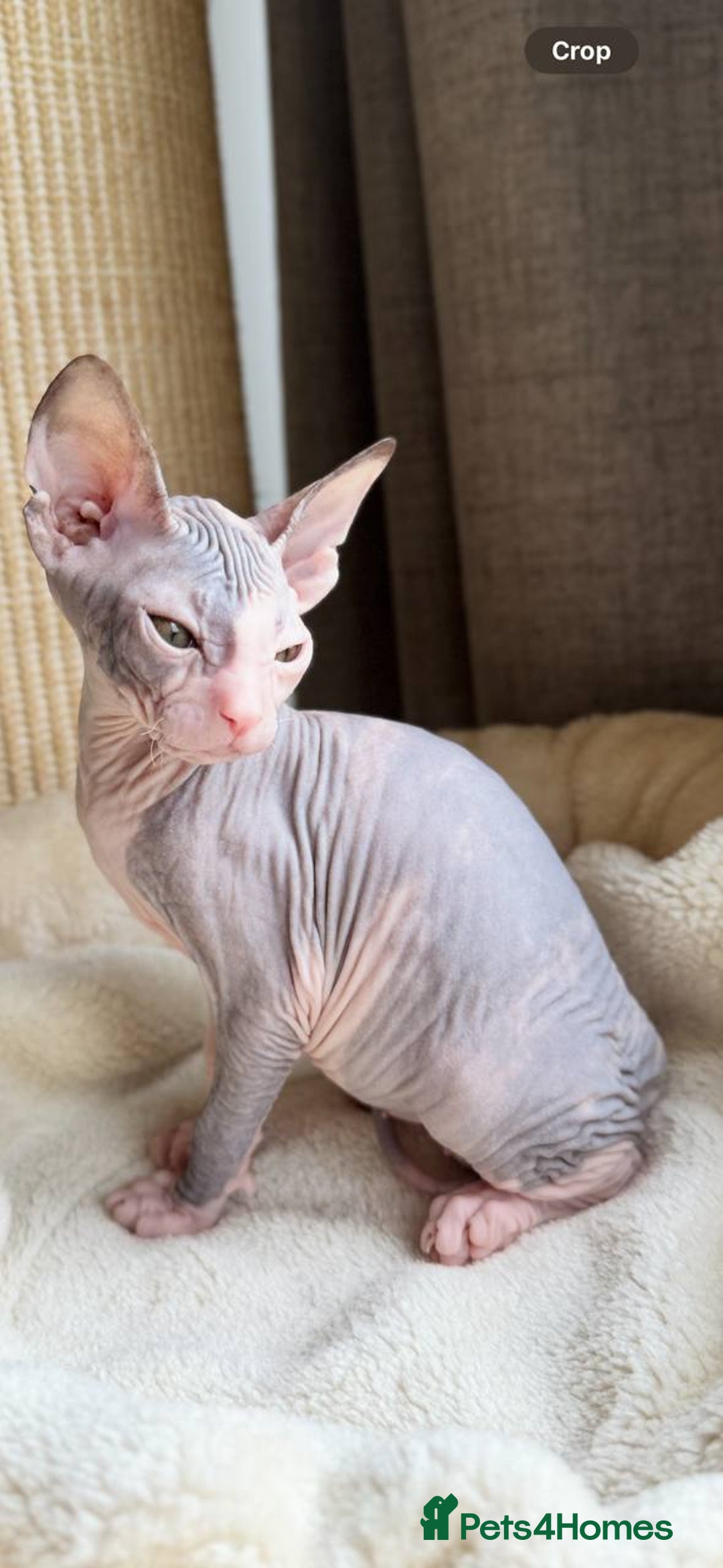 Sphynx cats for sale: Donskoy Sphynx Kittens - Image 31