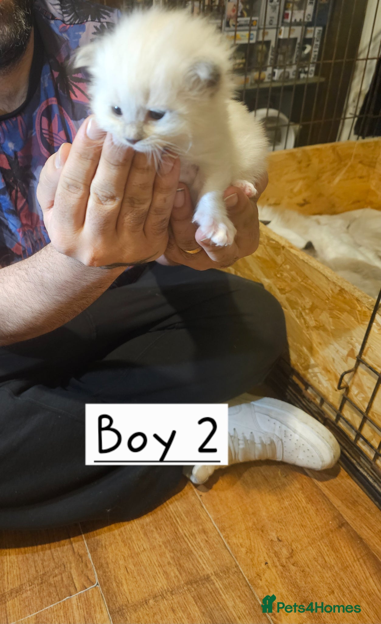 Ragdoll cats for sale: Beautiful Ragdoll Kittens  - Advert 6