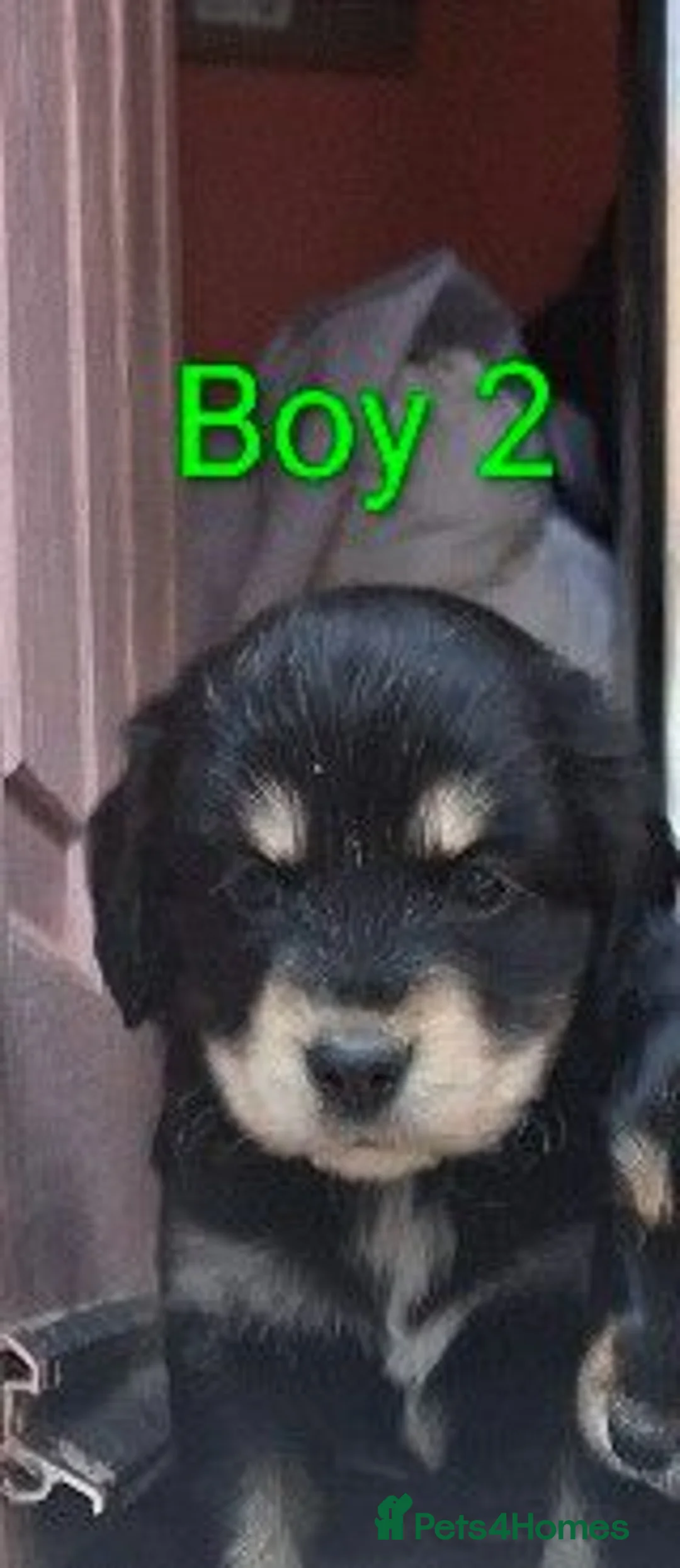 Mixed Breed dogs for sale: Cockerpom puppys 🐶 - Advert 2