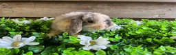 Mini Lop rabbits for sale: Gorgeous pure Mini lops  - Advert 3