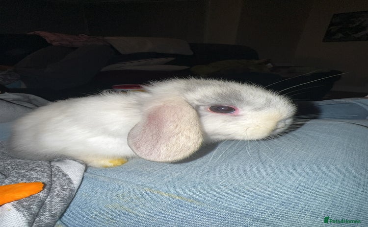 Mini Lop rabbits - Advert 8