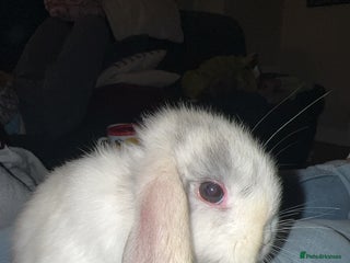 Mini Lop rabbits - Advert 33