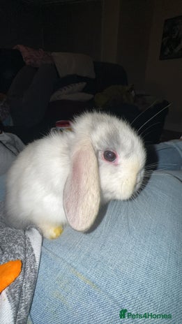 Mini Lop rabbits - Advert 8