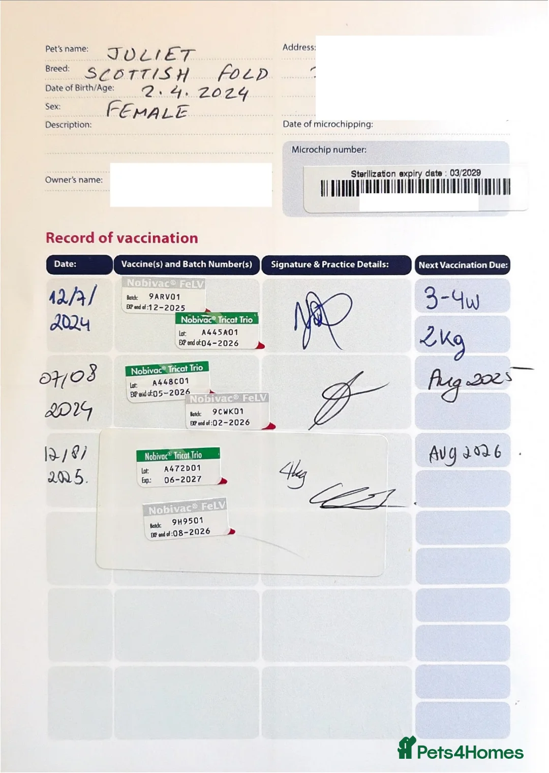 Scottish Fold cats for sale: Blue-Silver 2-year-old Scottish Fold purebred - Advert 5