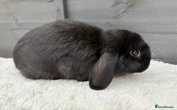Mini Lop rabbits for sale: 🤎Chocolate Boy Mini Lop Ready to Leave 🤎 - Image 5