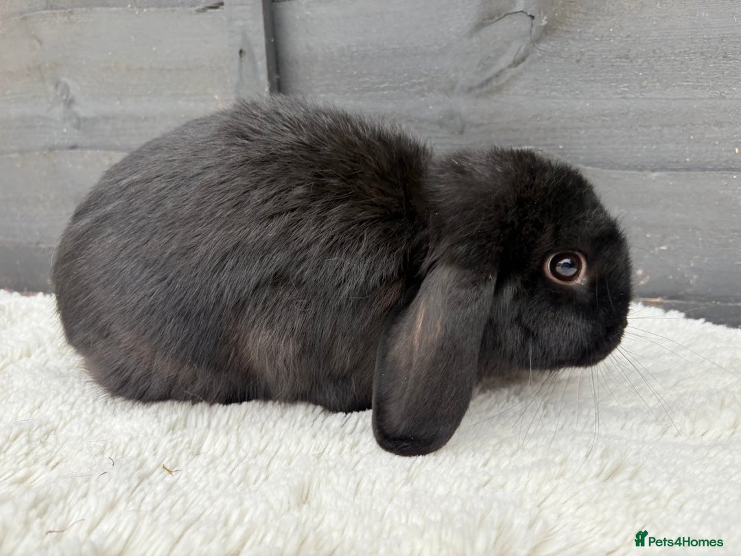 Mini Lop rabbits for sale: 🤎Chocolate Boy Mini Lop Ready to Leave 🤎 - Image 5