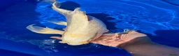 Koi Carp fish for sale: Stunning Japanese Purachina Butterfly Koi - Advert 5