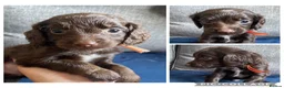 Cockapoo dogs for sale: Cockapoos for sale  - Advert 4