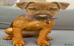 Patterdale Terrier dogs for sale: Meet Piper - Image 4