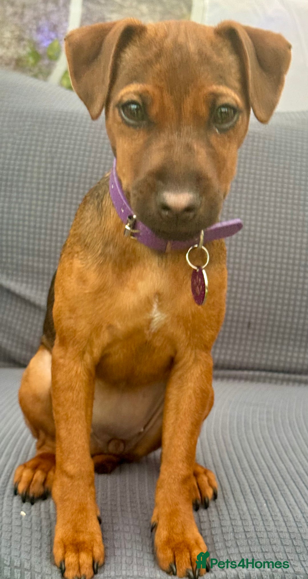 Patterdale Terrier dogs for sale: Meet Piper - Image 4